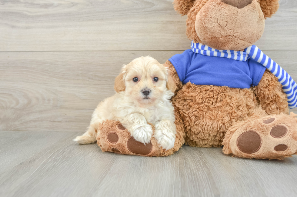 9 week old Maltipoo Puppy For Sale - Florida Fur Babies