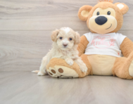 8 week old Maltipoo Puppy For Sale - Florida Fur Babies