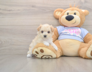 8 week old Maltipoo Puppy For Sale - Florida Fur Babies