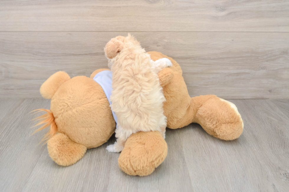 Maltipoo Pup Being Cute