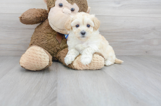 30 week old Maltipoo Puppy For Sale - Florida Fur Babies
