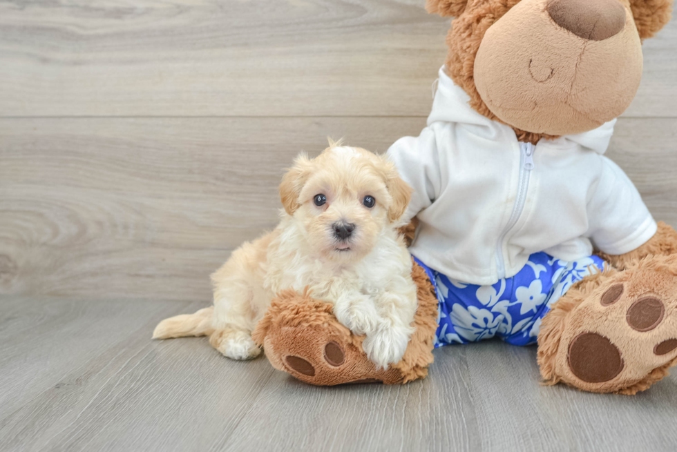 Popular Maltipoo Poodle Mix Pup