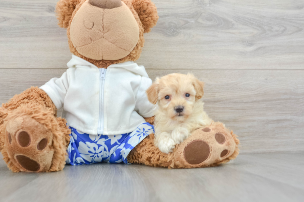 Maltipoo Pup Being Cute