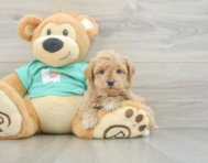 8 week old Maltipoo Puppy For Sale - Florida Fur Babies