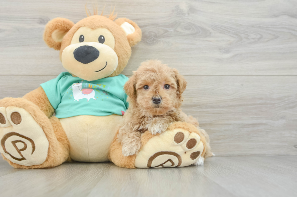 6 week old Maltipoo Puppy For Sale - Florida Fur Babies