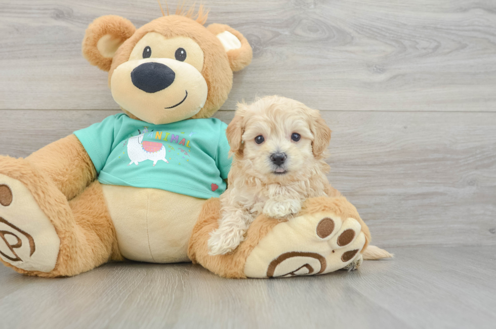 5 week old Maltipoo Puppy For Sale - Florida Fur Babies