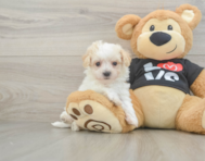 9 week old Maltipoo Puppy For Sale - Florida Fur Babies