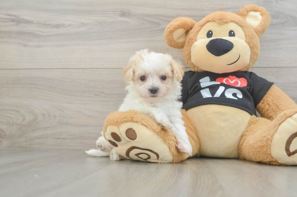 6 week old Maltipoo Puppy For Sale - Florida Fur Babies