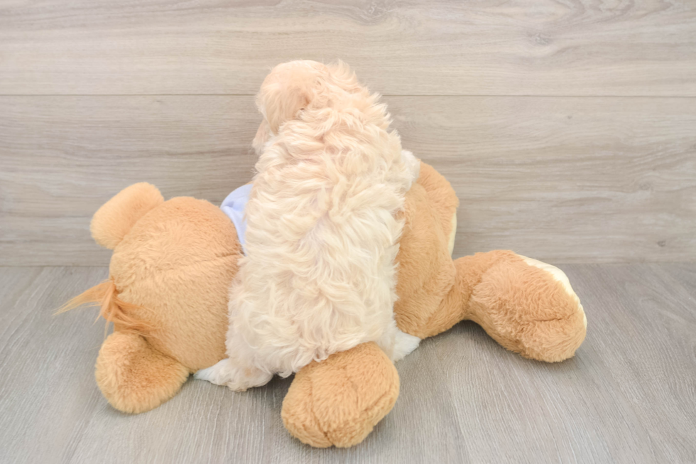 Little Malt a Poo Poodle Mix Puppy