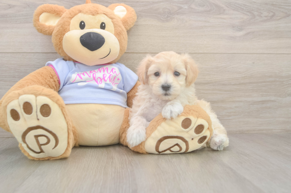 5 week old Maltipoo Puppy For Sale - Florida Fur Babies