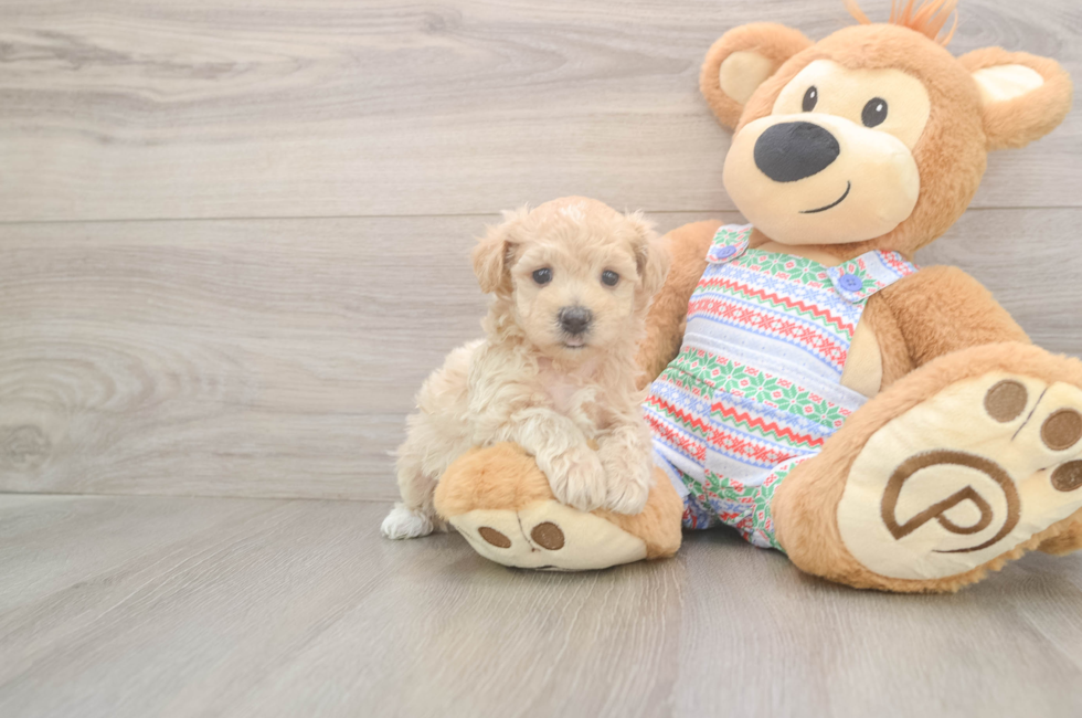 5 week old Maltipoo Puppy For Sale - Florida Fur Babies