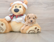 7 week old Maltipoo Puppy For Sale - Florida Fur Babies