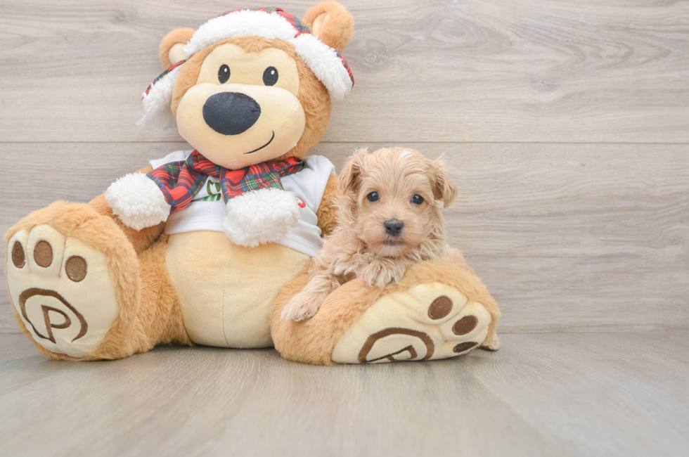 5 week old Maltipoo Puppy For Sale - Florida Fur Babies