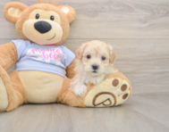 9 week old Maltipoo Puppy For Sale - Florida Fur Babies