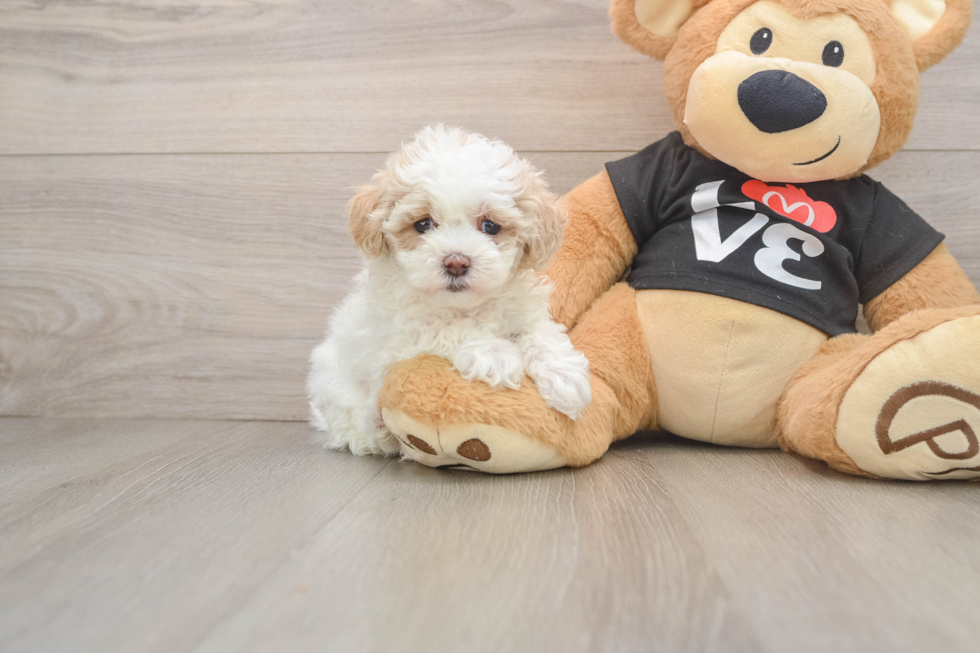 Popular Maltipoo Poodle Mix Pup