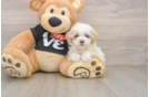 Petite Maltipoo Poodle Mix Pup
