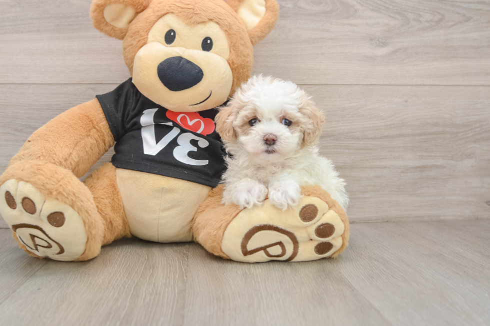 Petite Maltipoo Poodle Mix Pup