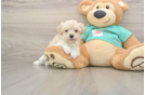 Maltipoo Pup Being Cute