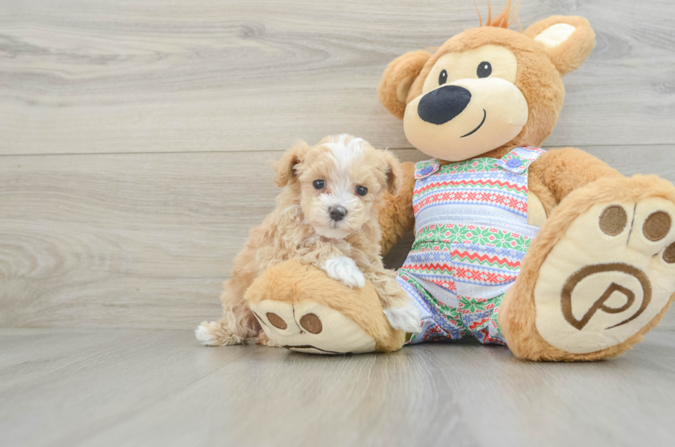 5 week old Maltipoo Puppy For Sale - Florida Fur Babies