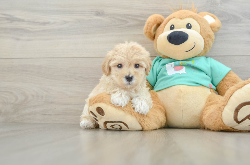 6 week old Maltipoo Puppy For Sale - Florida Fur Babies