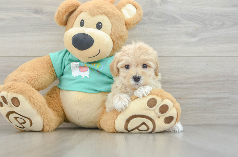 10 week old Maltipoo Puppy For Sale - Florida Fur Babies