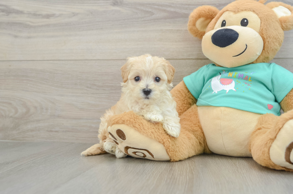5 week old Maltipoo Puppy For Sale - Florida Fur Babies