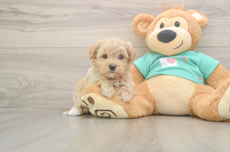 5 week old Maltipoo Puppy For Sale - Florida Fur Babies