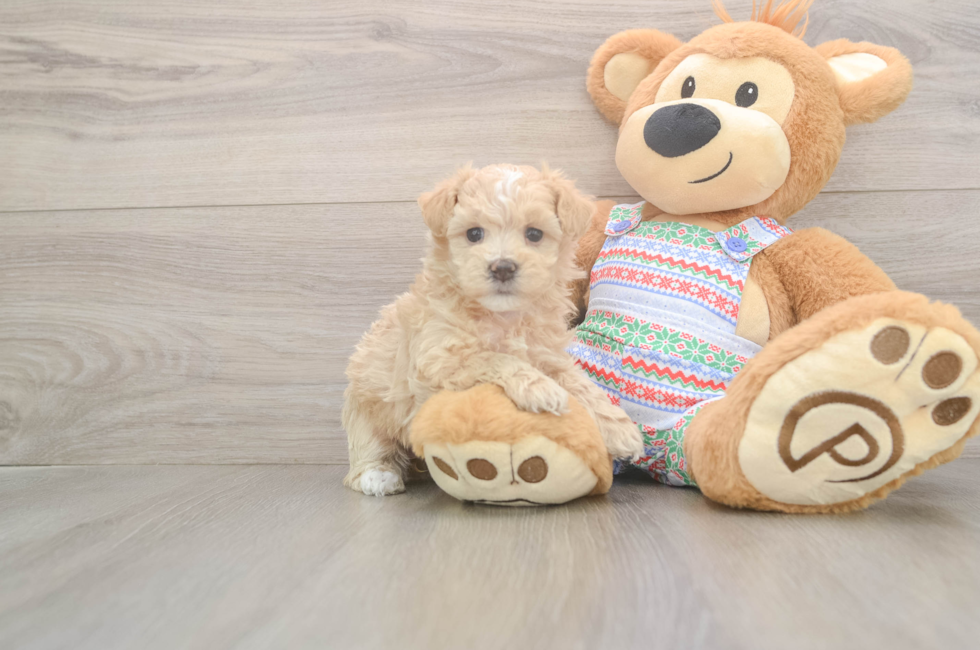 5 week old Maltipoo Puppy For Sale - Florida Fur Babies