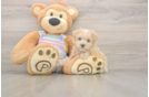 Little Maltidoodle Poodle Mix Puppy