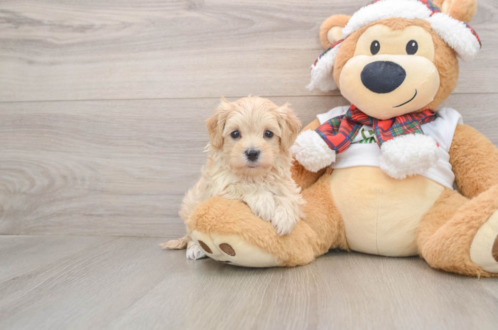 5 week old Maltipoo Puppy For Sale - Florida Fur Babies