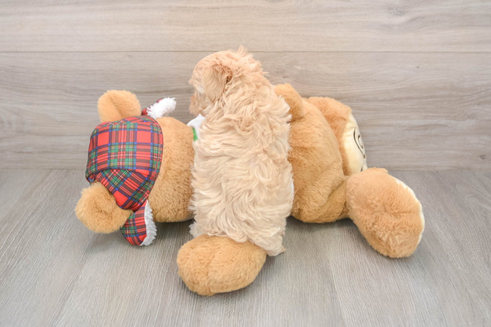 Maltipoo Pup Being Cute