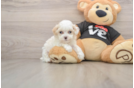 Best Maltipoo Baby