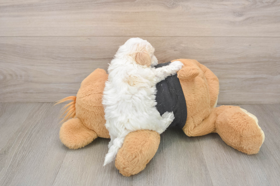 Maltipoo Puppy for Adoption