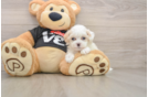 Petite Maltipoo Poodle Mix Pup