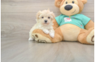 Best Maltipoo Baby