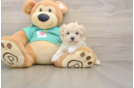 Maltipoo Pup Being Cute