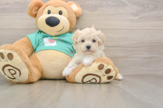 Maltipoo Pup Being Cute