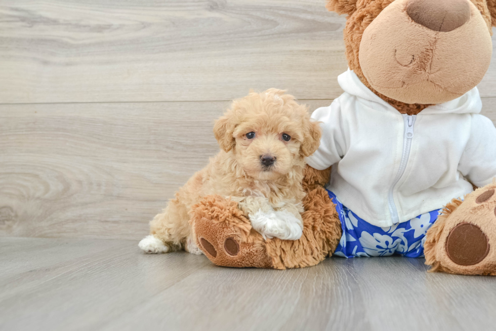 Friendly Maltipoo Baby