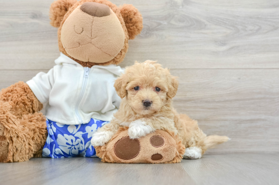 5 week old Maltipoo Puppy For Sale - Florida Fur Babies