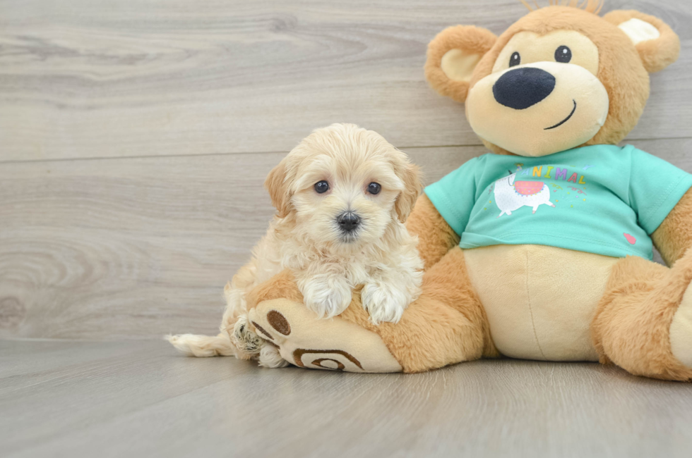 5 week old Maltipoo Puppy For Sale - Florida Fur Babies