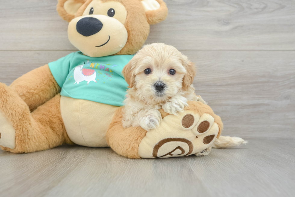 Maltipoo Pup Being Cute