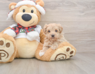 8 week old Maltipoo Puppy For Sale - Florida Fur Babies