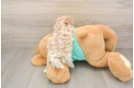 Best Maltipoo Baby