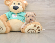 9 week old Maltipoo Puppy For Sale - Florida Fur Babies