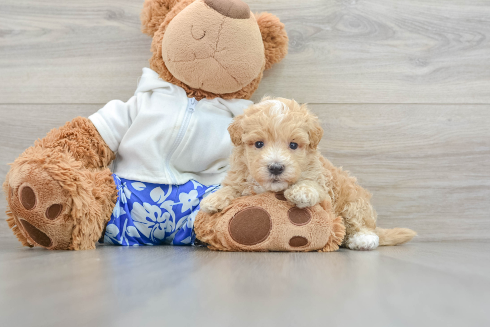 Friendly Maltipoo Baby