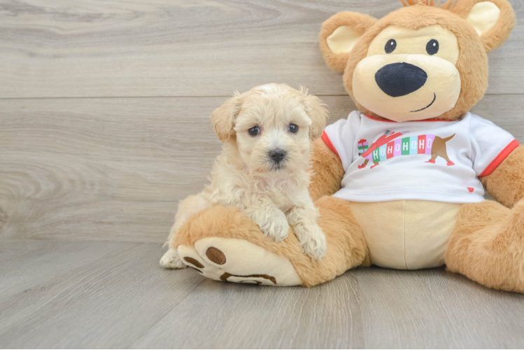 Maltipoo Puppy for Adoption