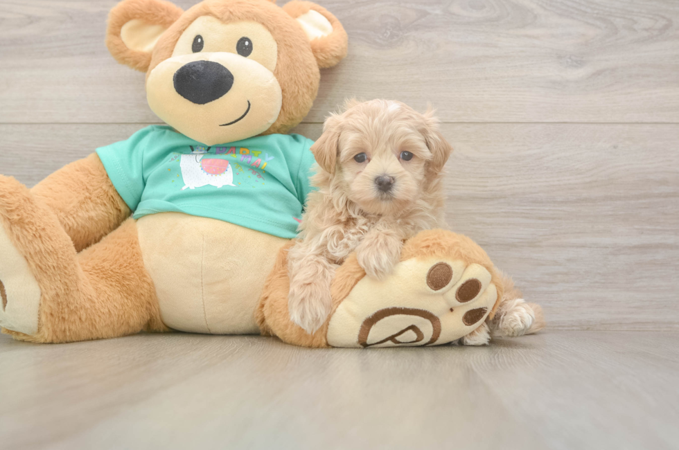 5 week old Maltipoo Puppy For Sale - Florida Fur Babies