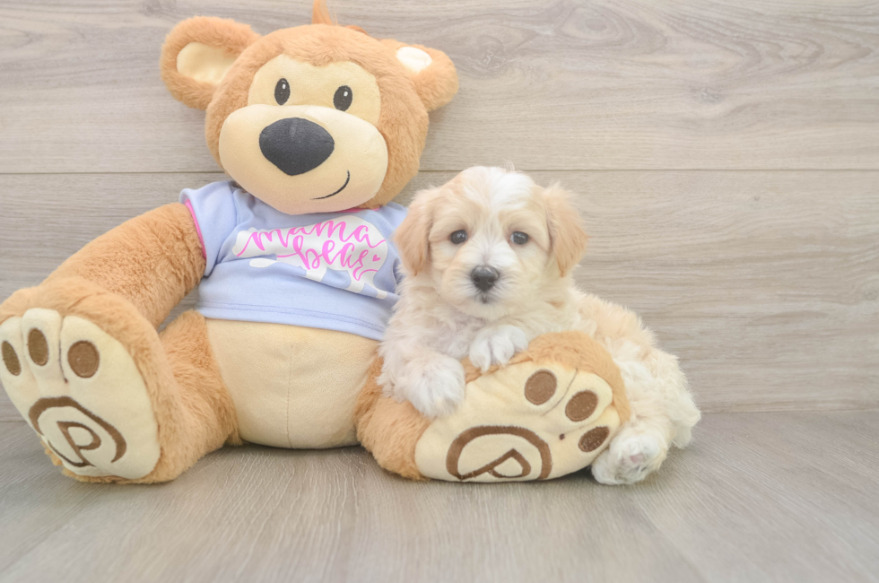 5 week old Maltipoo Puppy For Sale - Florida Fur Babies