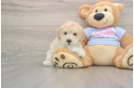 Maltipoo Pup Being Cute