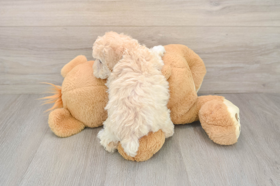 Maltipoo Puppy for Adoption